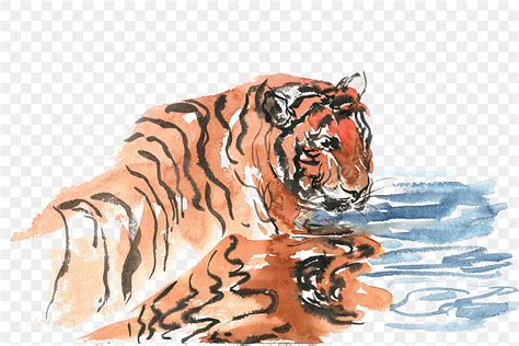 Tiger Watercolor Painting Tiger Clipart Watercolor Clipart Drawing