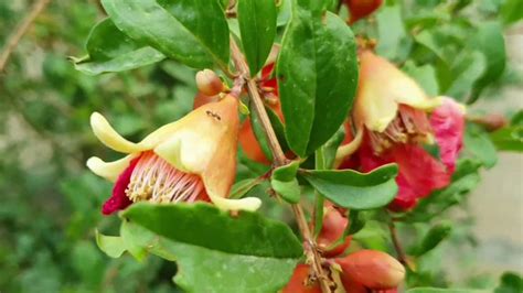 For example, in botany, a fruit is a ripened ovary or carpel that contains seeds; how to increase flowering in pomegranate | pomegranate ...