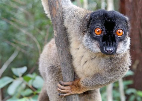 We did not find results for: Common brown lemur - Wikipedia