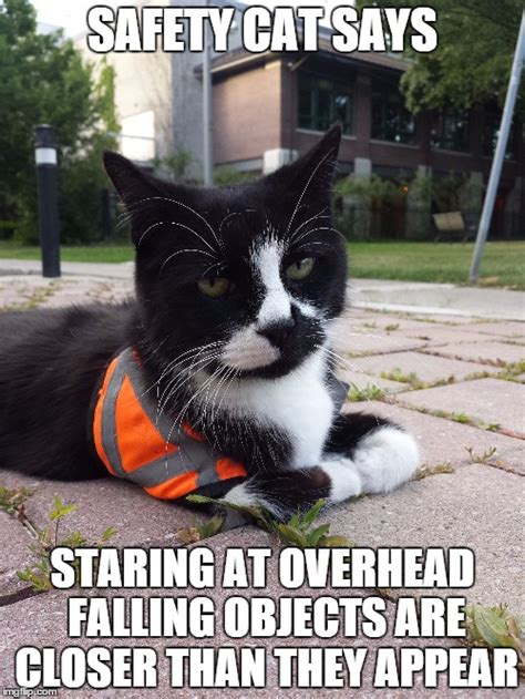Safety Cat Imgflip