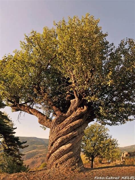 Twisted Tree In Kaastamonu Turkey Photo Gabrail Keles Nature Tree