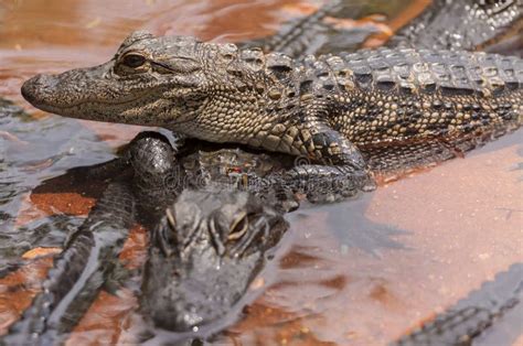 Two Crocodiles In Love Stock Photo Image Of Sharp Outdoors 20775386