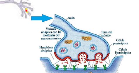 Biologia Octavo La Neurona Y Sus Partes Kulturaupice