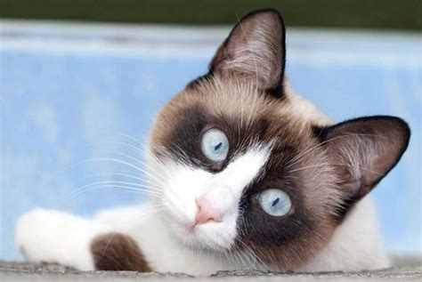 Snowshoe Cat Information And Cat Breed Facts Pets Feed