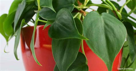 Philodendron Cordatum Care Growing The Heartleaf Philodendron