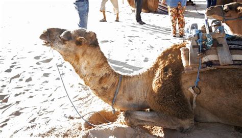 Difference between dromedary and 34. Dromedary Camels In Sahara Desert, Tunisia, Africa Stock ...