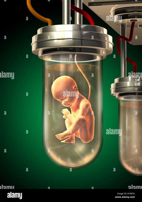Fully Developed Human Fetus In A Glass Container Digital Illustration