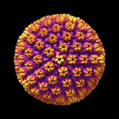 Human Cytomegalovirus Photograph By Louise Hughes Pixels
