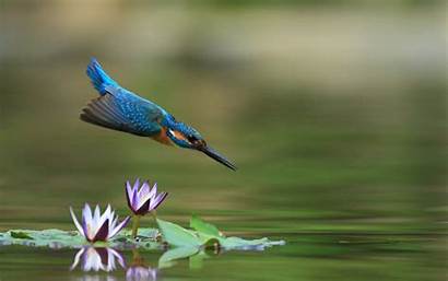 Water Lily Pond Kingfisher Flight