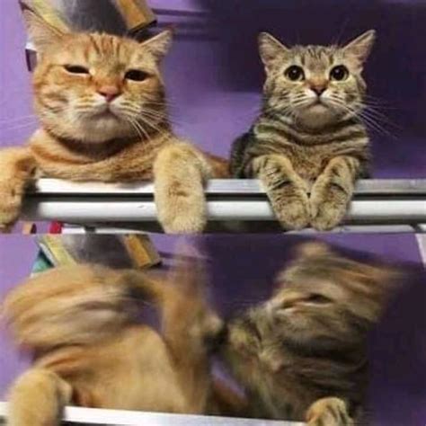 Cat Slaps Cat Blank Template Imgflip