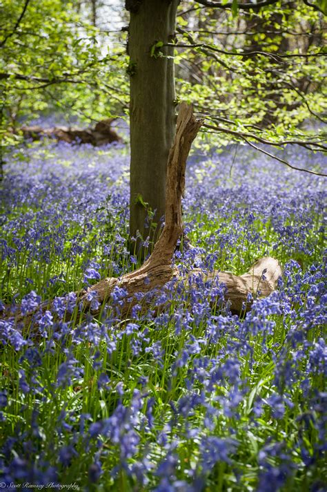 A Spring Time Walk To Find The Bluebells — Sussex Photographer And Visual
