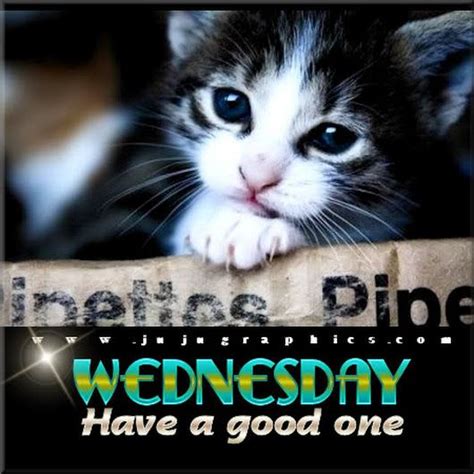 Happy Wednesday Cute Animals Cats Kittens And Puppies
