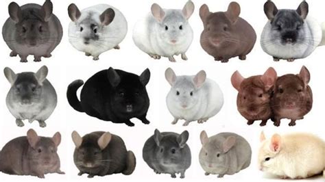 199 Cute And Funny Chinchilla Names For Girls And Boys Hairywhiskers