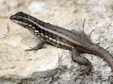 Leiocephalus Personatus Pictures Masked Curly Tailed Lizard Images