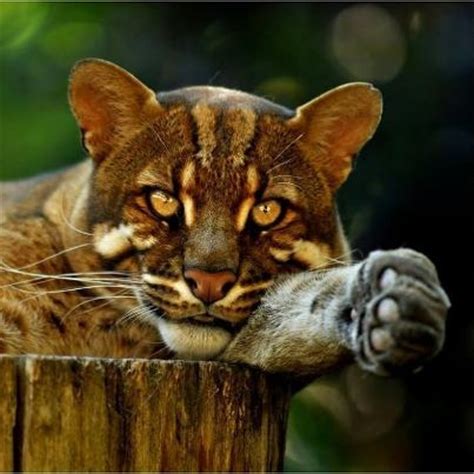 Some of the animals that they hunt and eat include birds, reptiles, sambar deer fawns, muntjacs and similar animals, ghoral, and water buffalo calves. 17+ best images about Asian Golden Cat on Pinterest ...
