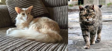 Oriental Longhair Vs Farm Cat Breed Comparison Mycatbreeds