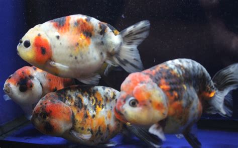 Live Calico Ranchu Med Goldfish For Fish Tank Koi Pond Or Aquarium EBay