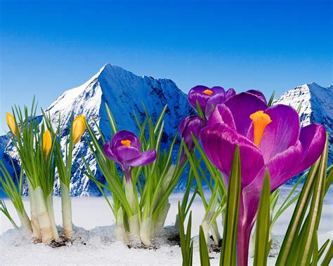 Snowy Flower Wallpapers Wallpaper Cave