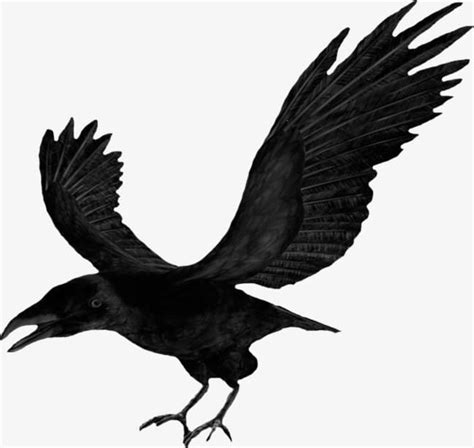 Black Crow Clipart 20 Free Cliparts Download Images On Clipground 2021