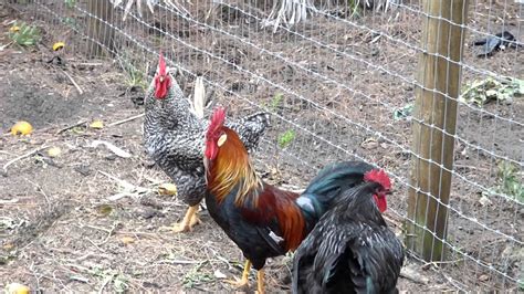 Demuestra tu flow compitiendo con rivales de todo el mundo. roosters preening - YouTube