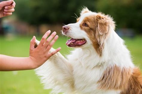 How To Teach Your Dog To Shake High Five And Crawl With Video The