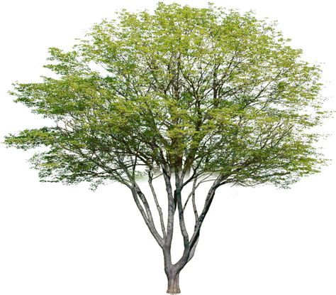 Multi Stem Tree Photoshop Png