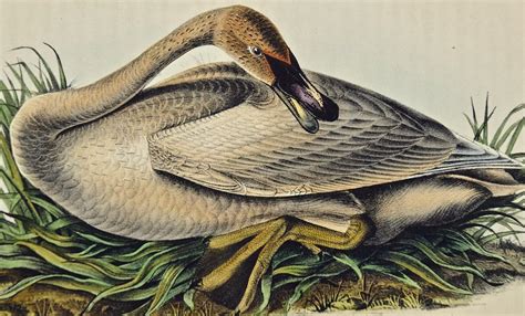 John James Audubon Trumpeter Swan An Original 1st Edition Hand
