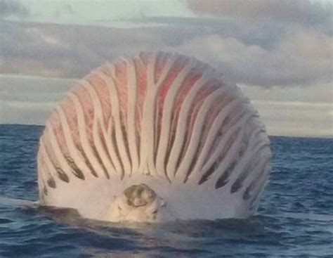 Betty better butter brad's bread. "Is it a boat? Is it a balloon? No, it's an enormous ...