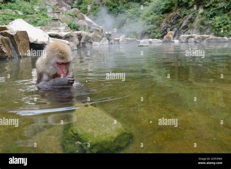 Cute Monkey Taking Bath In Pond Stock Photo Alamy