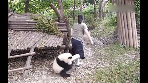 Clingy Panda Do Not Let Zookeeper Go Youtube