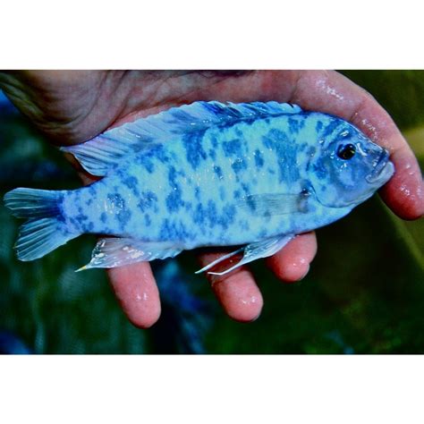 I play games such as wobbly life, gmod, the long drive and many others. Blueberry OB Cichlid : Cichlid