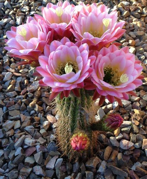 Arizona Cactus Flowers Bloom