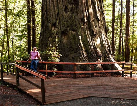 The Brotherhood Coast Redwood At Trees Of Mystery