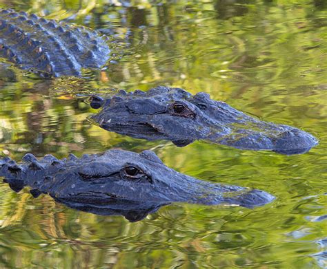 American Alligator San Diego Zoo Kids