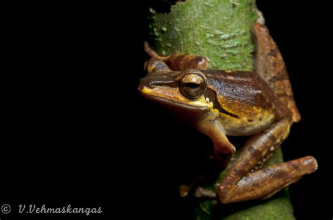 Dark Eared Tree Frog Ville Vehmaskangas Flickr