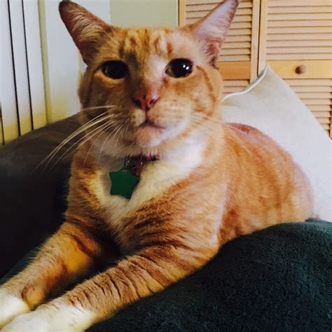 The cat's meow cafe is located in the mimo district of miami, florida. Lost Cat (Miami, Florida) - Morris