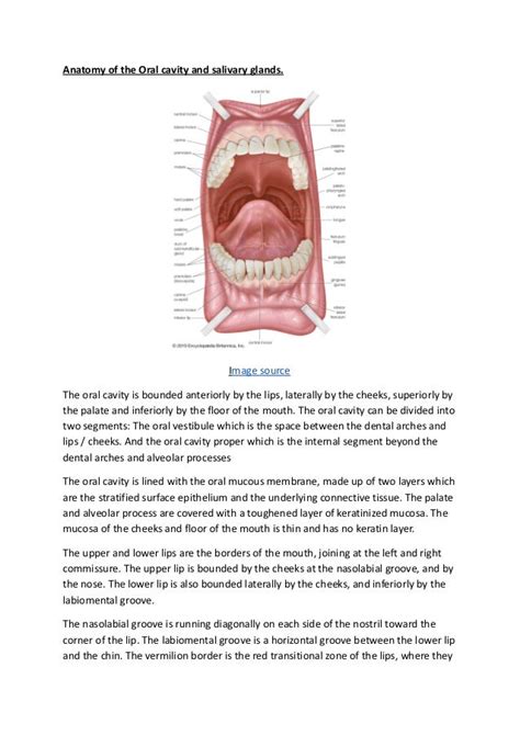 Anatomy Of The Oral Cavity And Salivary Glands