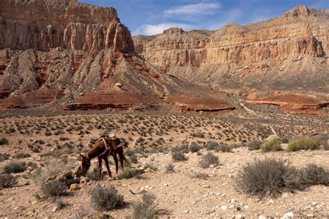 Havasupai Backpacking Guide Back O Beyond