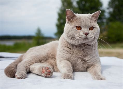 British Shorthair Cat Health Problems 5 Common Concerns Pet Keen