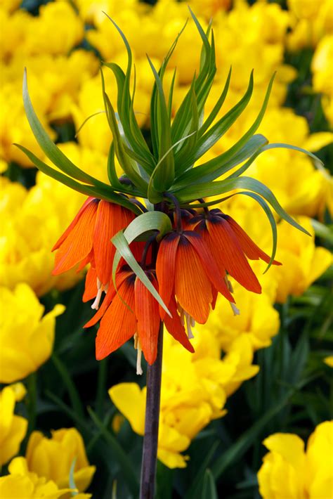 Orange Crown Imperial Flower Free Stock Photo Public Domain Pictures
