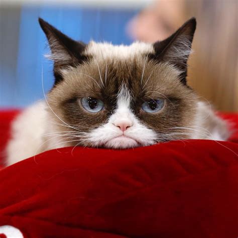 Morre Grumpy Cat O Gato Rabugento Mais Amado Da Internet Claudia