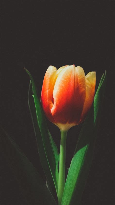 Images Wallpaper Iphone Tulip Flower Bansos Png