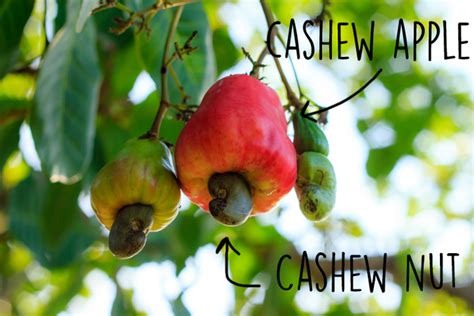 Check spelling or type a new query. The Way Cashews Grow Is Mildly Shocking If You've Never ...