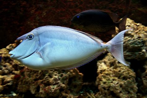 Naso Unicornis Bluestripe Unicornfish Salt Water Fish Aquarium