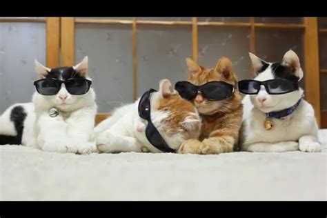 Cool Cats Silly Cats Pictures Cool Cats Silly Cats