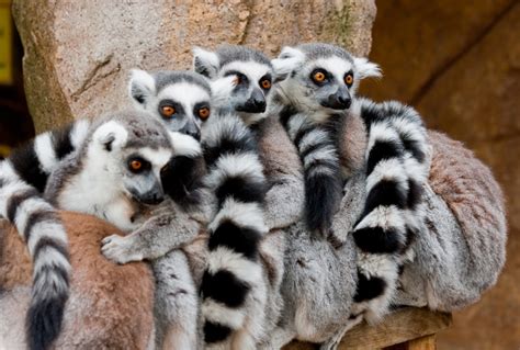 Fun Factual Weird And Breathtaking The Lemurs Of