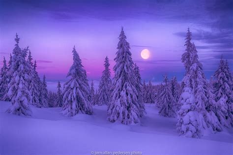 Winter Dream Winter Trees Norway Forest Free Winter