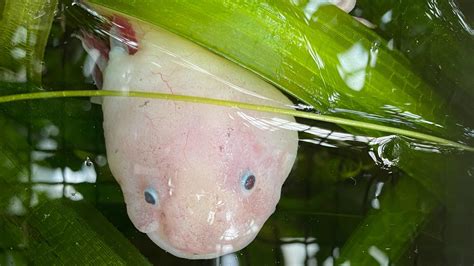 Baby Axolotl Facts And Information Pet Haver