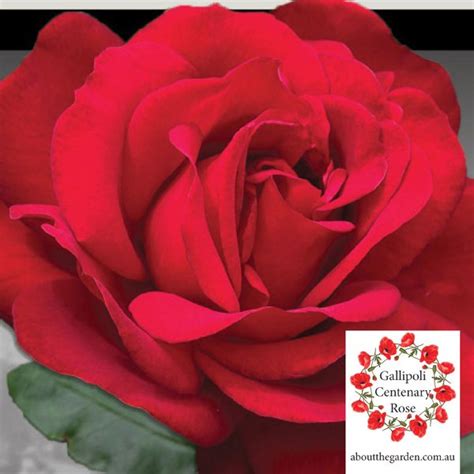 Treloar Roses Are Honouring The Anzac Centenary With The Release Of The