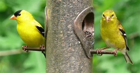 Exploring The Enchanting World Of Vibrant Yellow Birds In The Americas